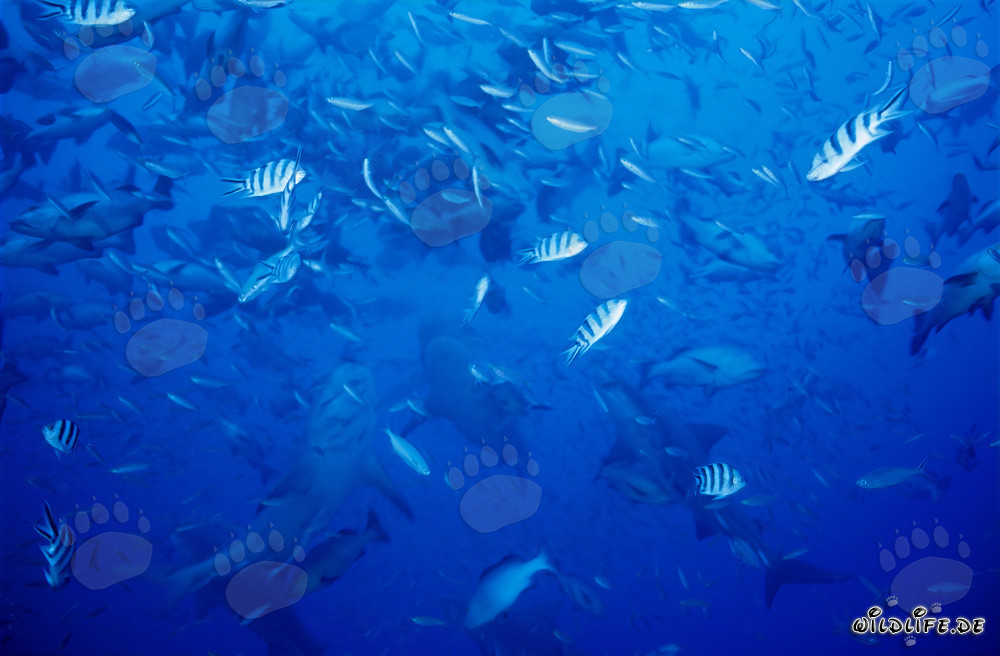 Requins taureaux et poissons de récif au large de Beqa Lagoon, Fidji