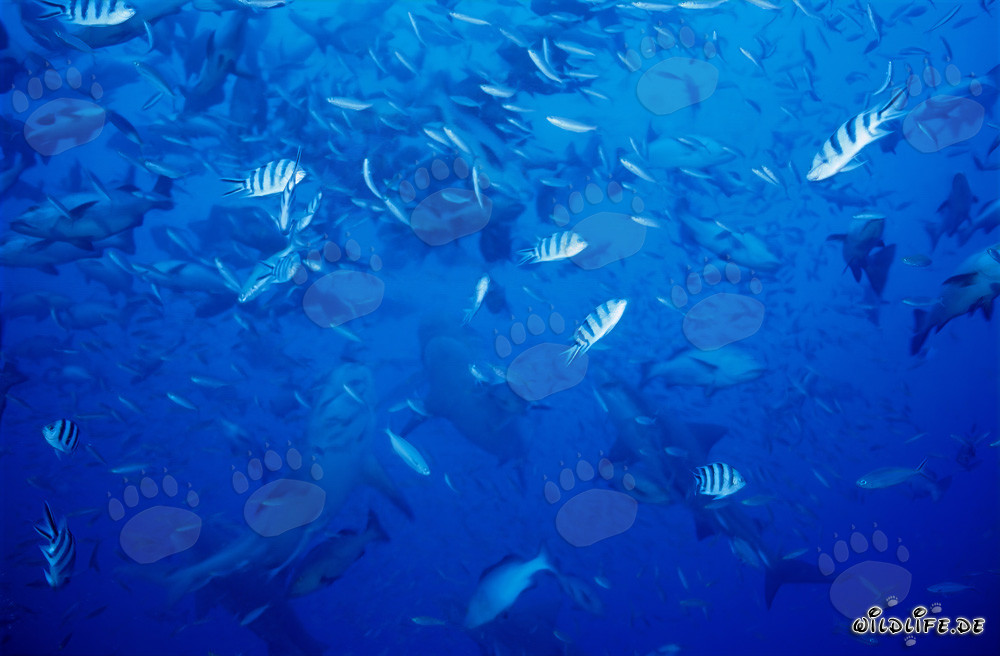 Tiburones toro y peces de arrecife frente a la costa de Beqa Lagoon, Fiji
