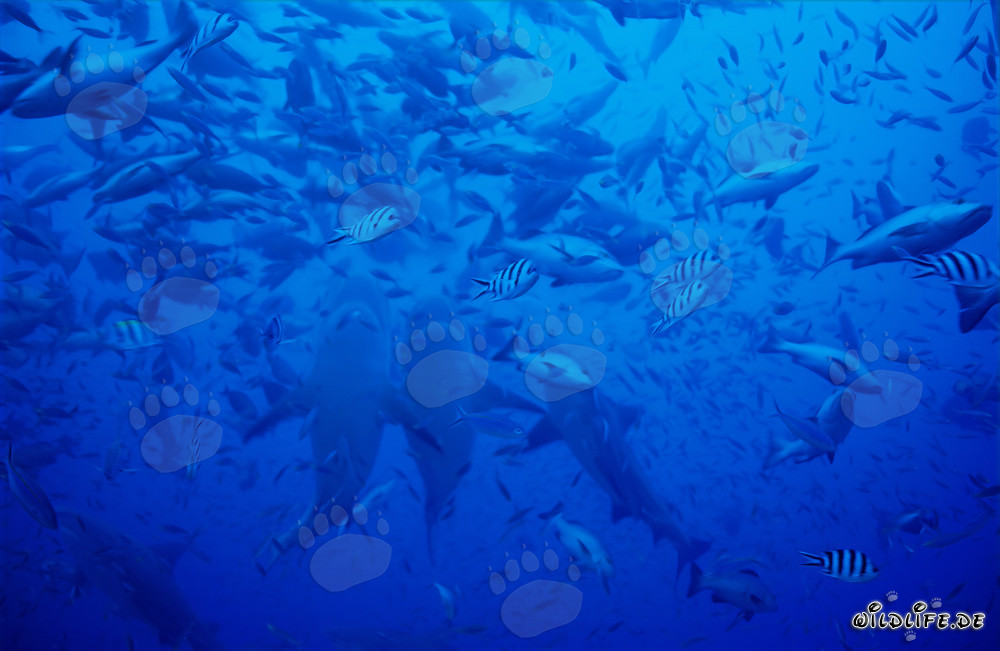 Imposante Aufnahmen vertikal aufsteigender Bullenhaie in Beqa Lagoon, Fidschi