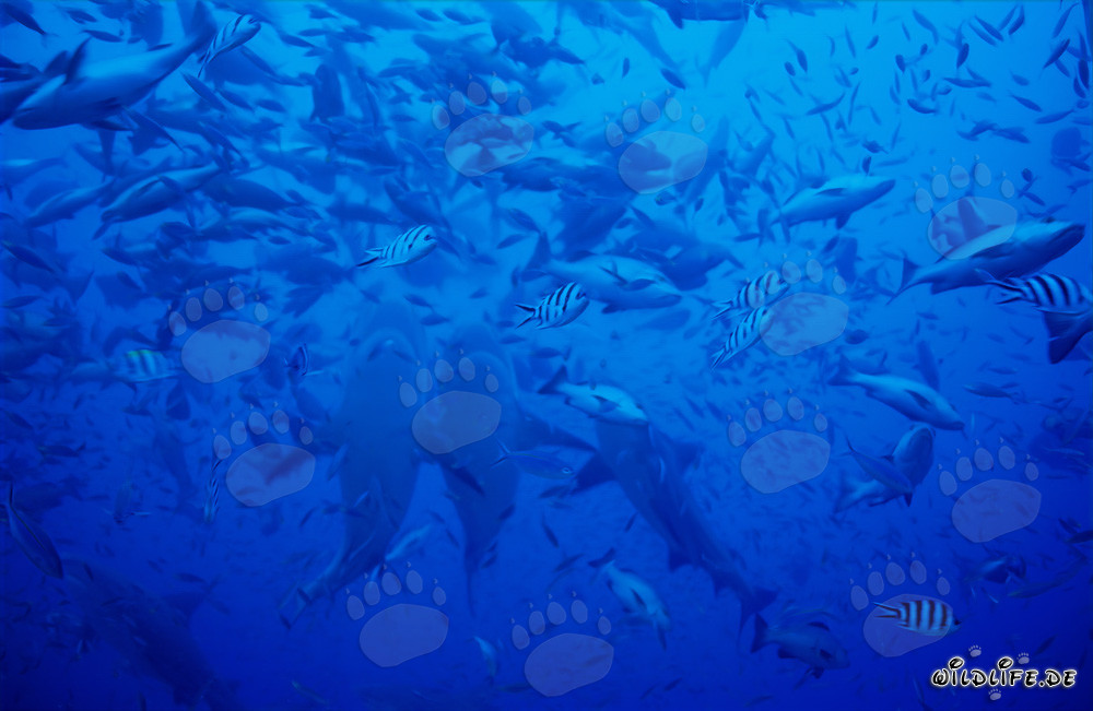 Impressionnantes images de requins taureaux montant verticalement dans le lagon de Beqa, Fidji