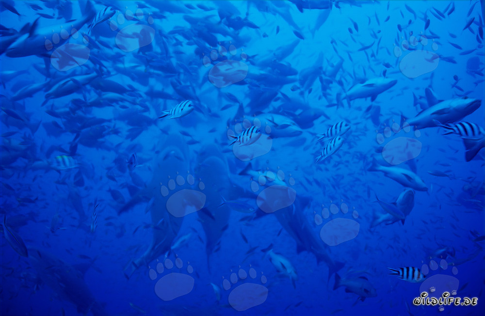 Imponenti immagini di squali toro che si alzano verticalmente nel lagoon di Beqa, Figi