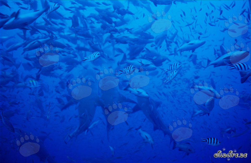 Impresionantes imágenes de tiburones toro ascendiendo verticalmente en el lagoon de Beqa, Fiyi