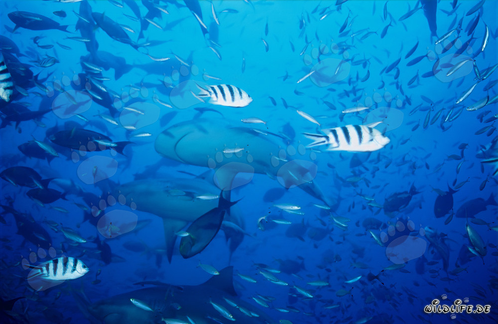 Fascinating Bull Sharks in Beqa Lagoon, Fiji