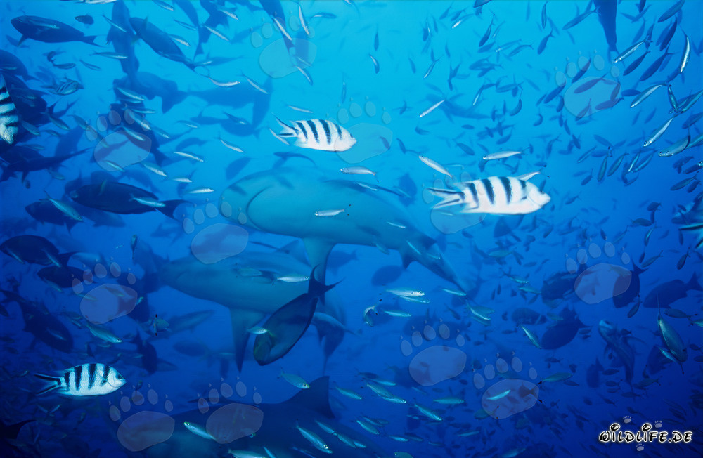 Faszinierende Bullenhaie in Beqa Lagoon, Fiji