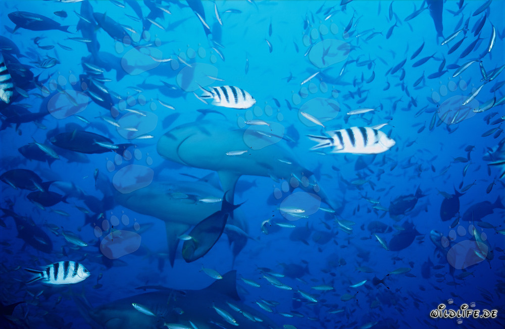 Requins-taureaux fascinants dans le lagon de Beqa, Fidji