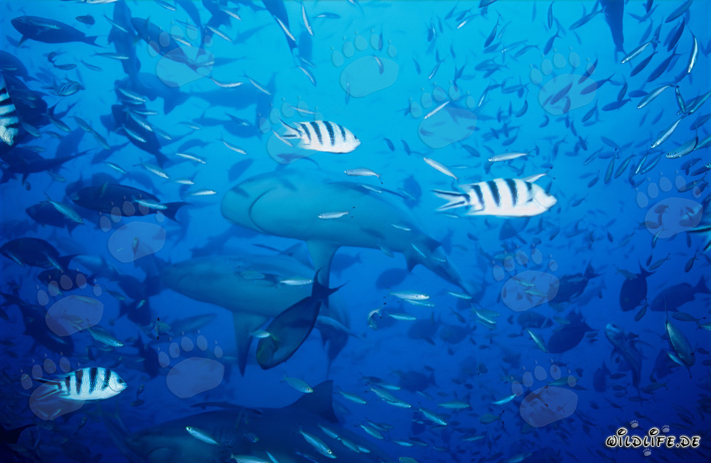 Fascinantes tiburones toro en el lago Beqa, Fiji