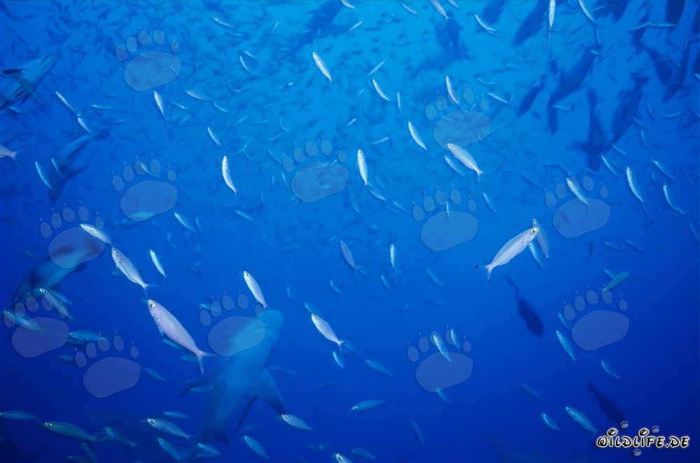 Bull shark in fish concentration