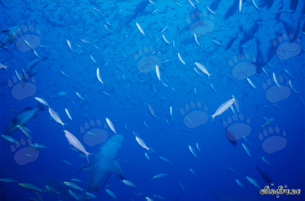 Requin taureau dans un banc de poissons