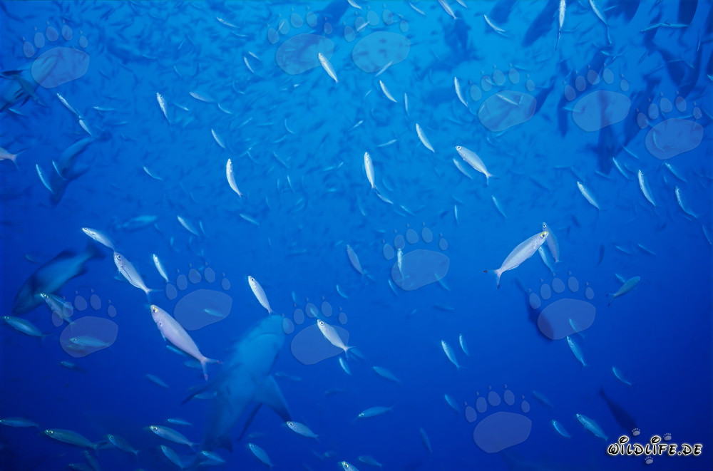 Tiburón toro en un banco de peces