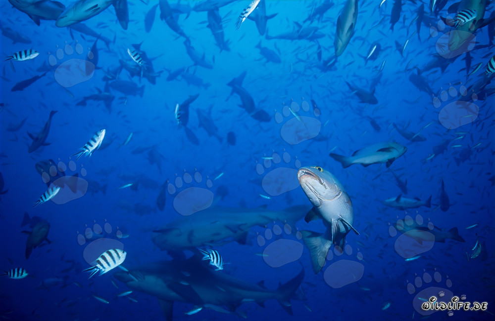 Majestic bull sharks surrounded by schools of fish