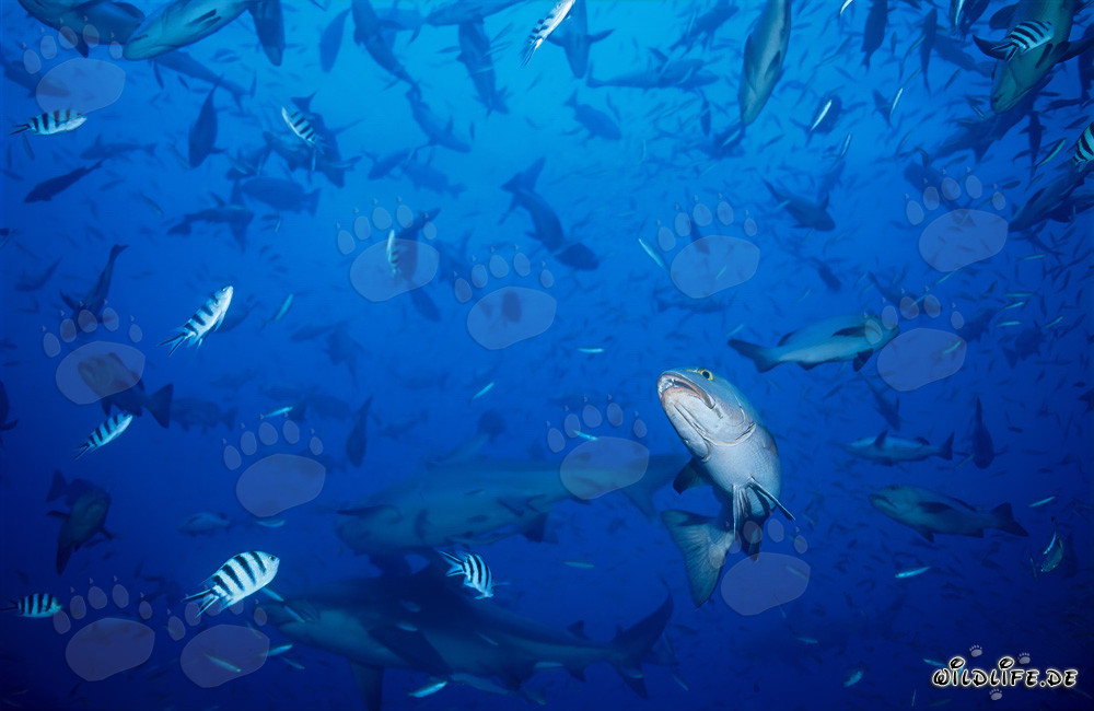 Imposante Bullenhaie umgeben von Fischschwärmen