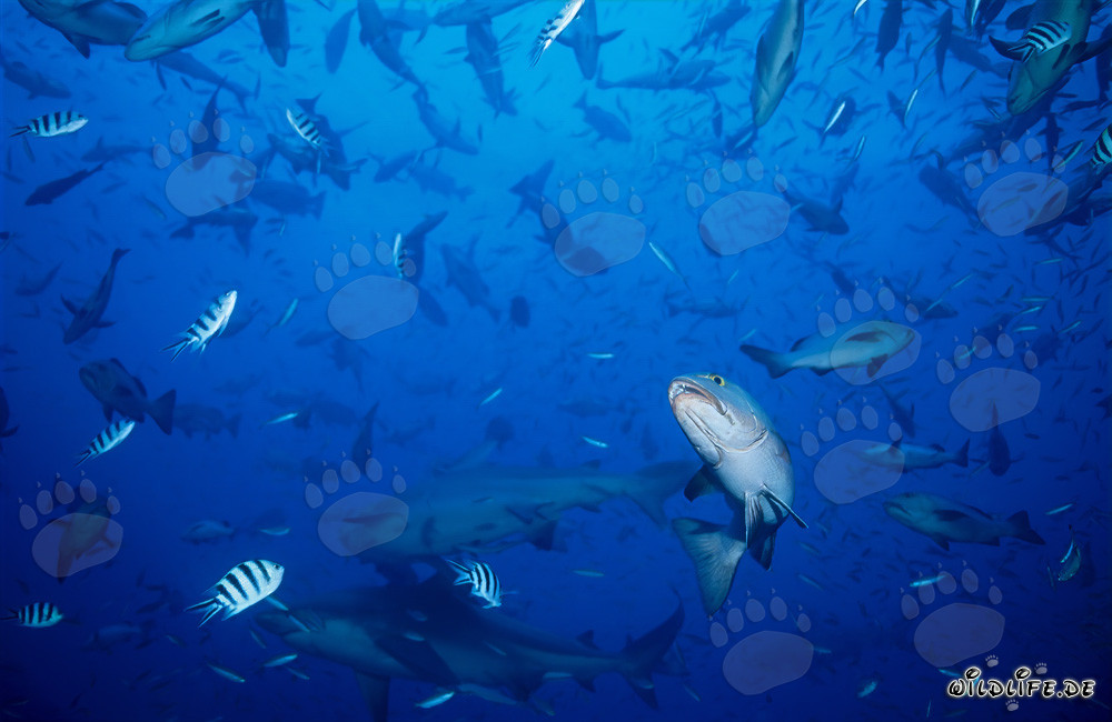 Impressionnants requins taureaux entourés de bancs de poissons