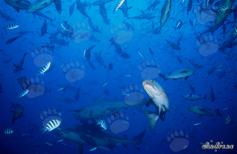Impresionantes tiburones toro rodeados de cardúmenes de peces
