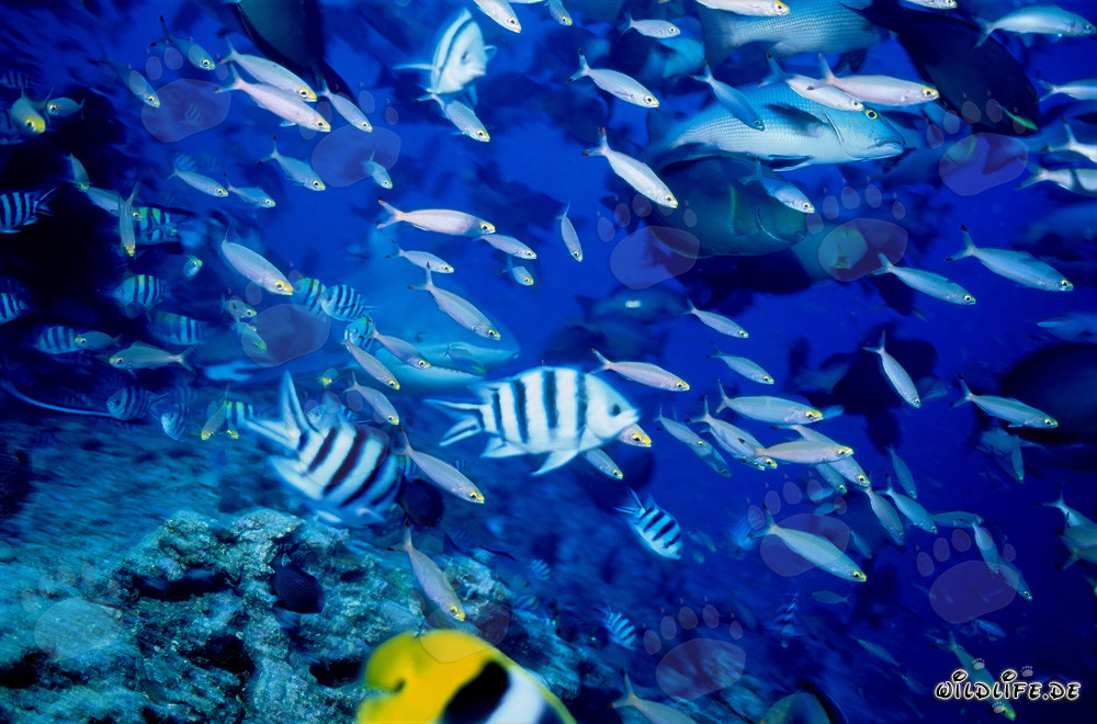 Bull Shark surrounded by a variety of reef fishes