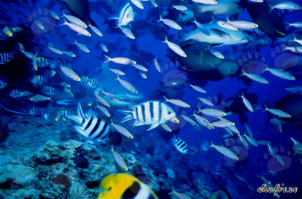 Bullenhai umgeben von einer Vielzahl an Rifffischen