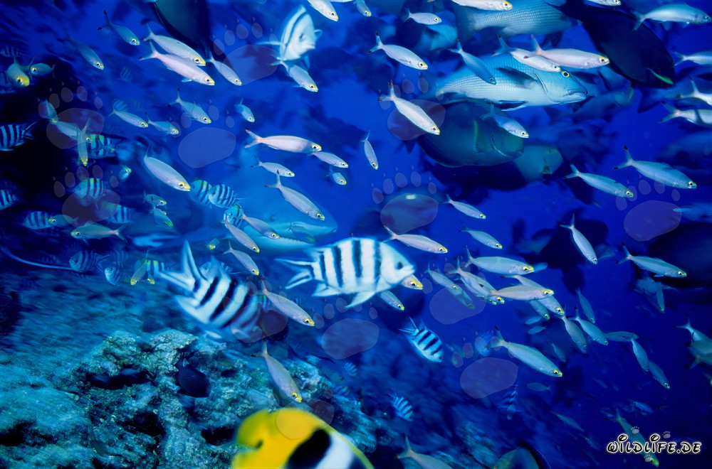 Requin bouledogue entouré d'une variété de poissons de récif