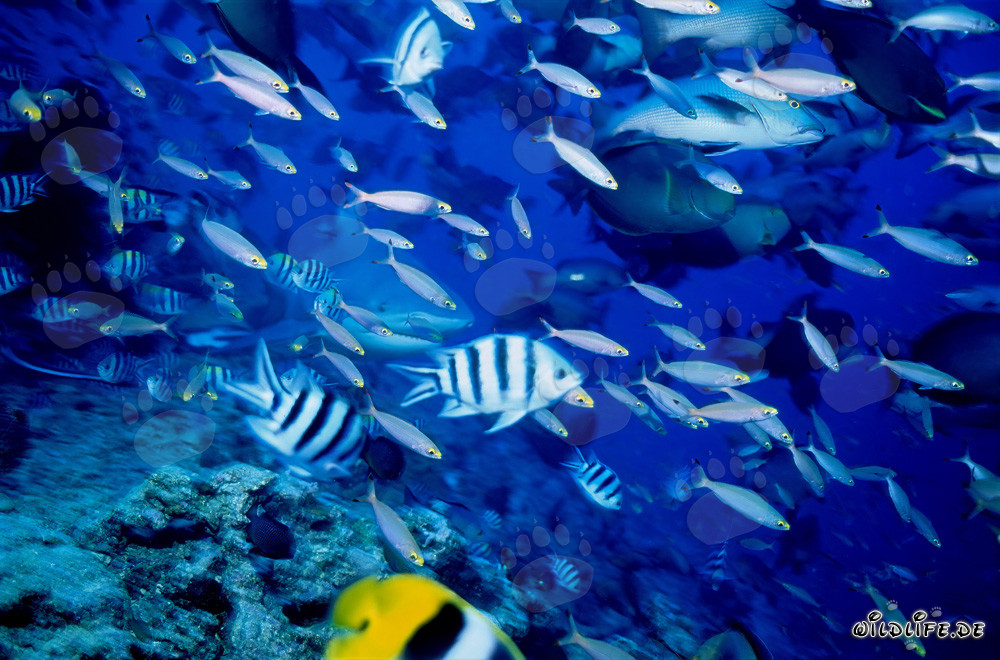 Tiburón toro rodeado de una variedad de peces de arrecife