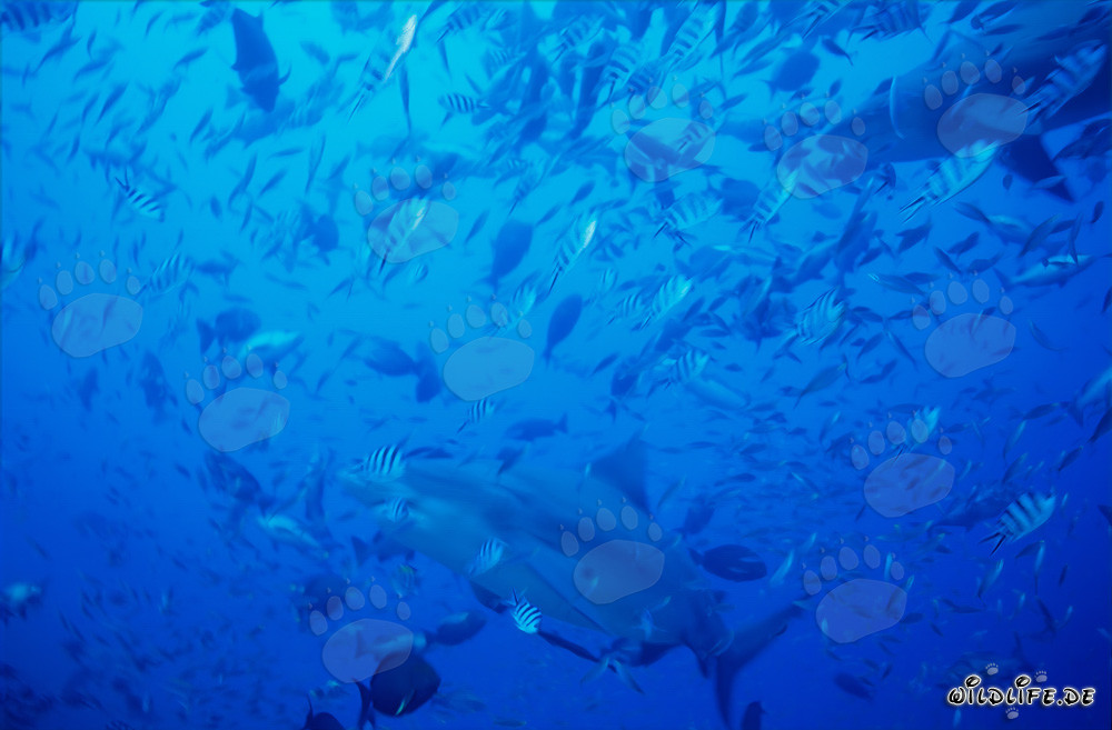 Majestic bull sharks swimming in a fish concentration