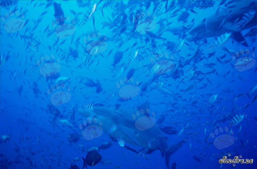 Majestätische Bullenhaie schwimmen durch eine Fischkonzentration