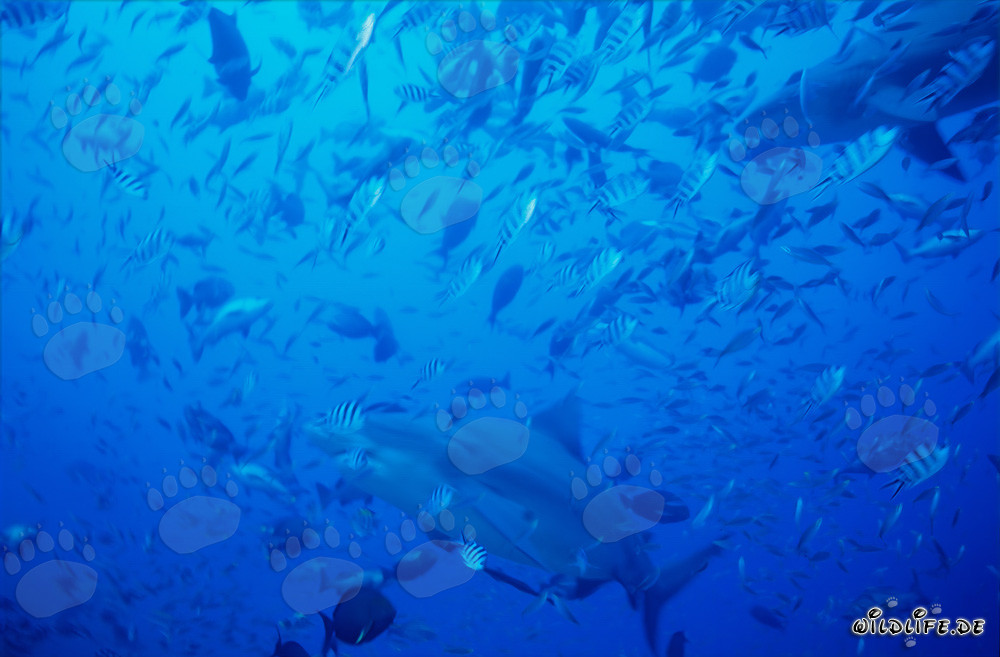 Requins-baleines majestueux nageant à travers une concentration de poissons