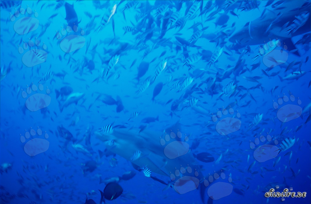 Maestosi squali toro nuotano attraverso una concentrazione di pesci
