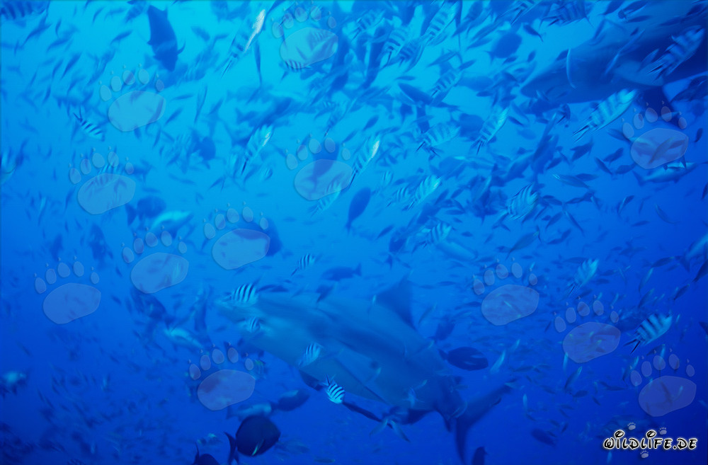 Tiburones toro majestuosos nadando a través de una concentración de peces