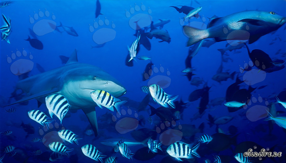Impressive bull shark surrounded by colorful reef fishes
