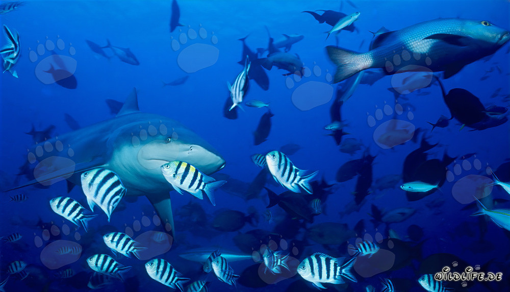 Requin taureau imposant entouré de poissons colorés de récif