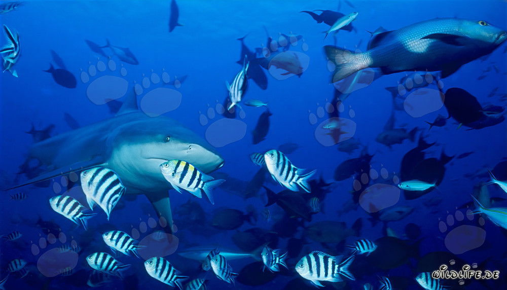Impresionante tiburón toro rodeado de peces de arrecife coloridos