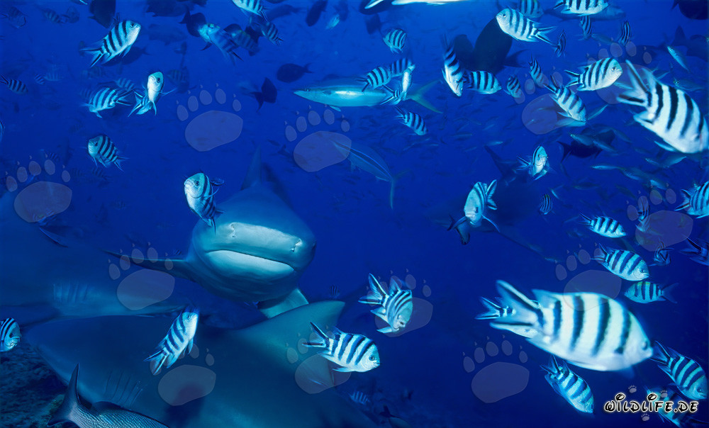 Bull sharks on the reef