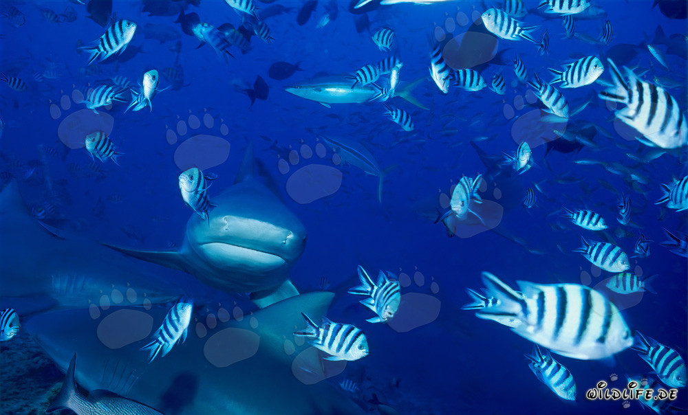 Requins taureaux sur le récif