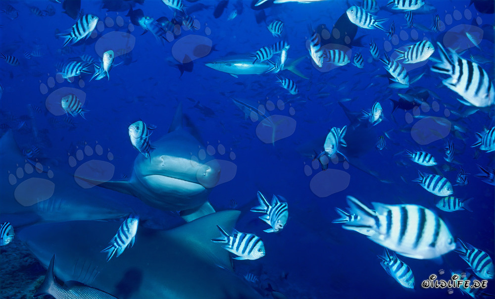 Tiburones toro en el arrecife