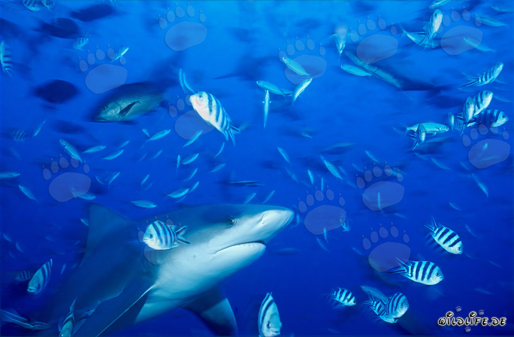 Impressive bull shark surrounded by colorful reef fishes
