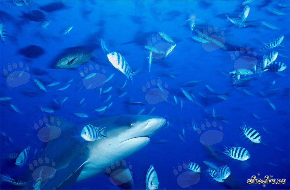 Requin taureau impressionnant entouré de poissons colorés de récif