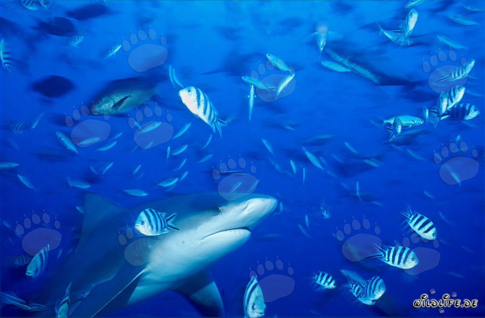 Imponente squalo toro circondato da colorati pesci di barriera