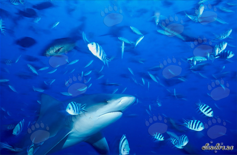Impresionante tiburón toro rodeado de coloridos peces de arrecife