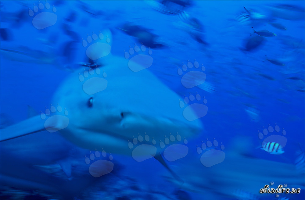 Impressive bull shark swimming head-on towards the viewer