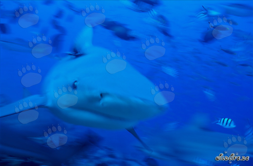Imposanter Bullenhai schwimmt frontal auf den Betrachter zu