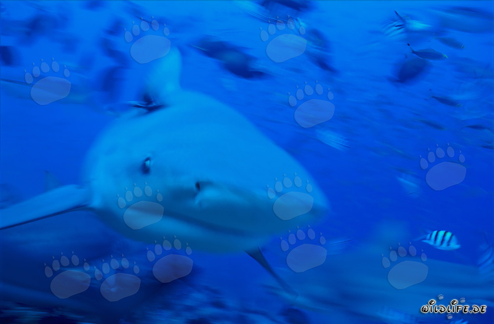 Requin bouledogue imposant nage droit vers le spectateur