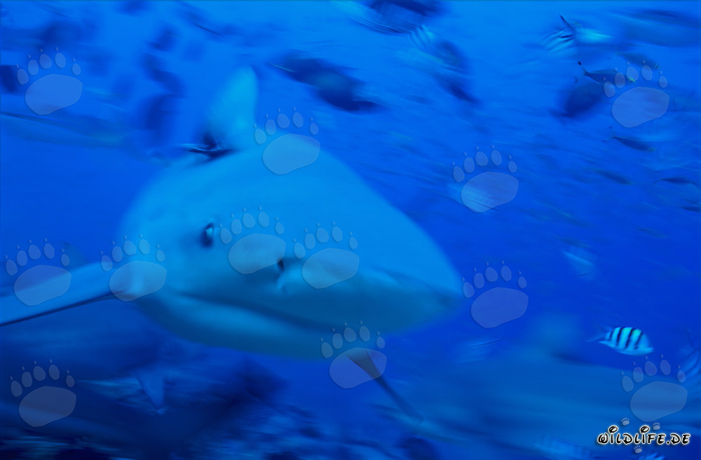 Impressionante squalo toro nuota frontalmente verso l'osservatore