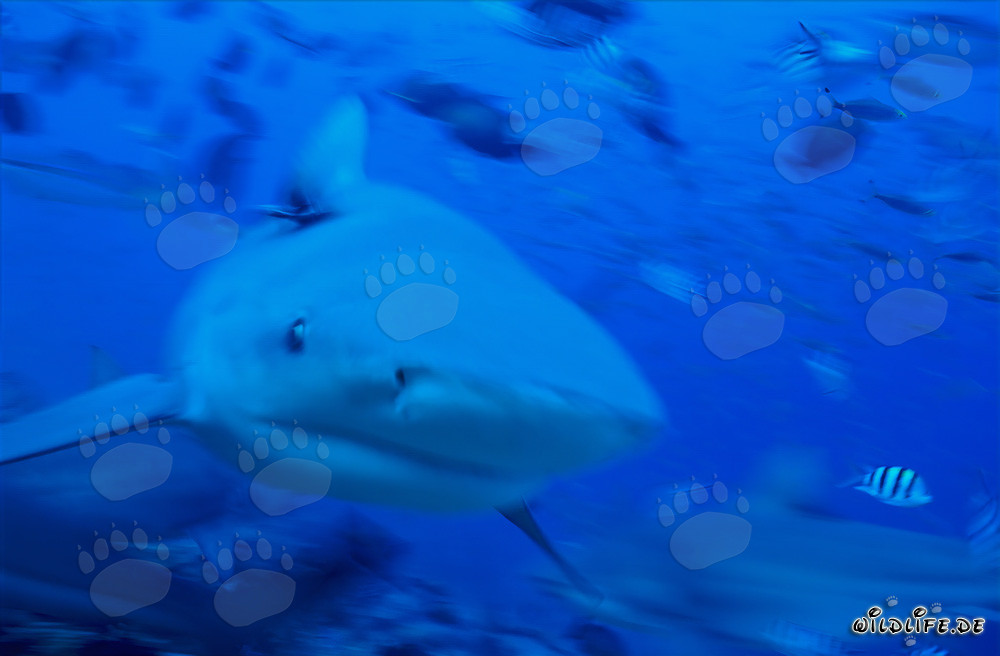 Impresionante tiburón toro nada de frente hacia el espectador