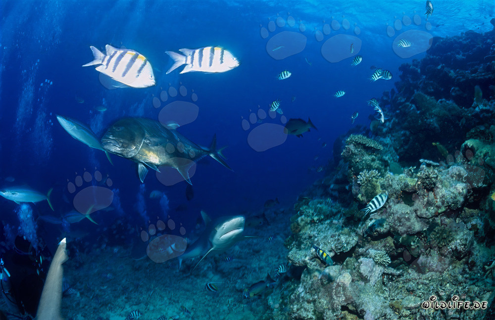 Young offspring of the notorious bull shark observing a giant trevally