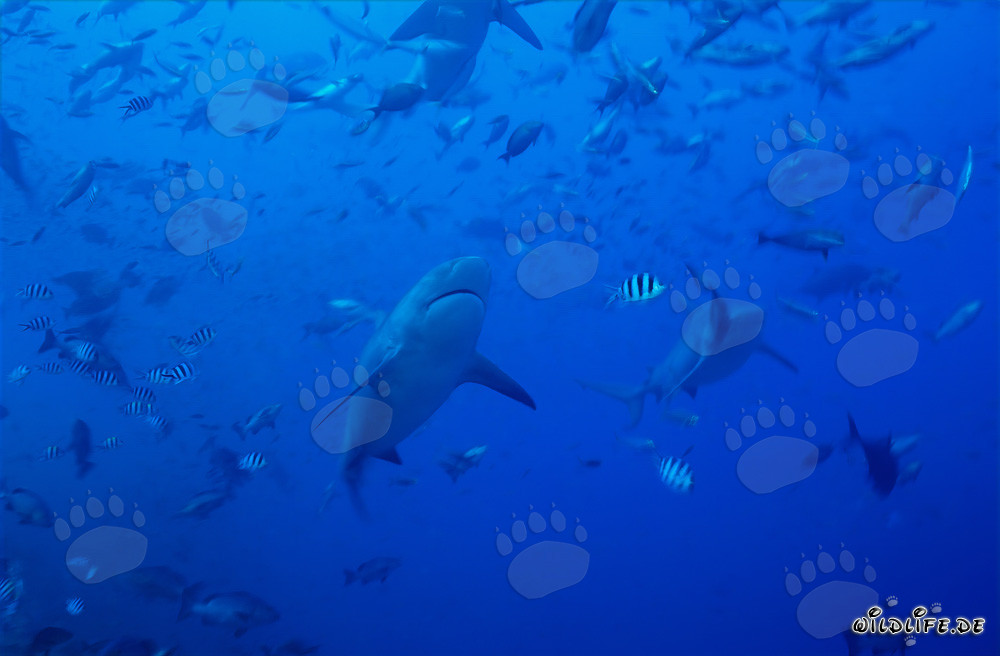 Impressive bull sharks surrounded by a variety of fishes