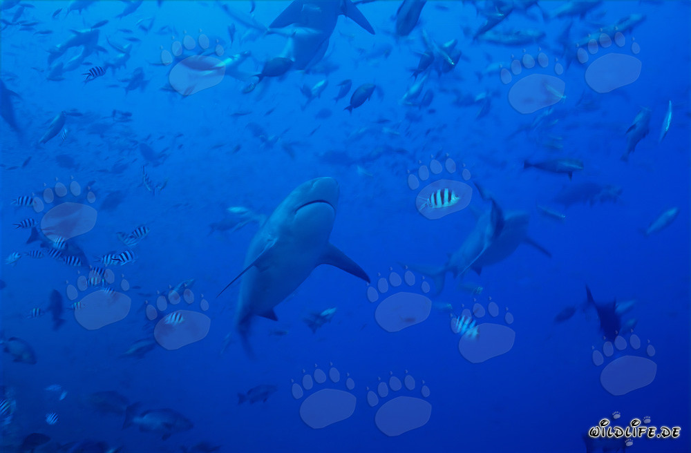 Imposante Bullenhaie umgeben von einer Vielzahl an Fischen