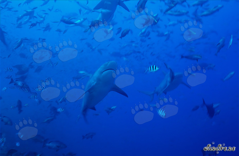 Impresionantes tiburones toro rodeados de una gran variedad de peces