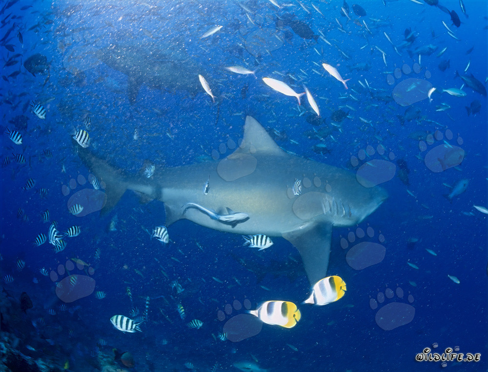 Impressive bull shark swimming in the midst of a school of fish