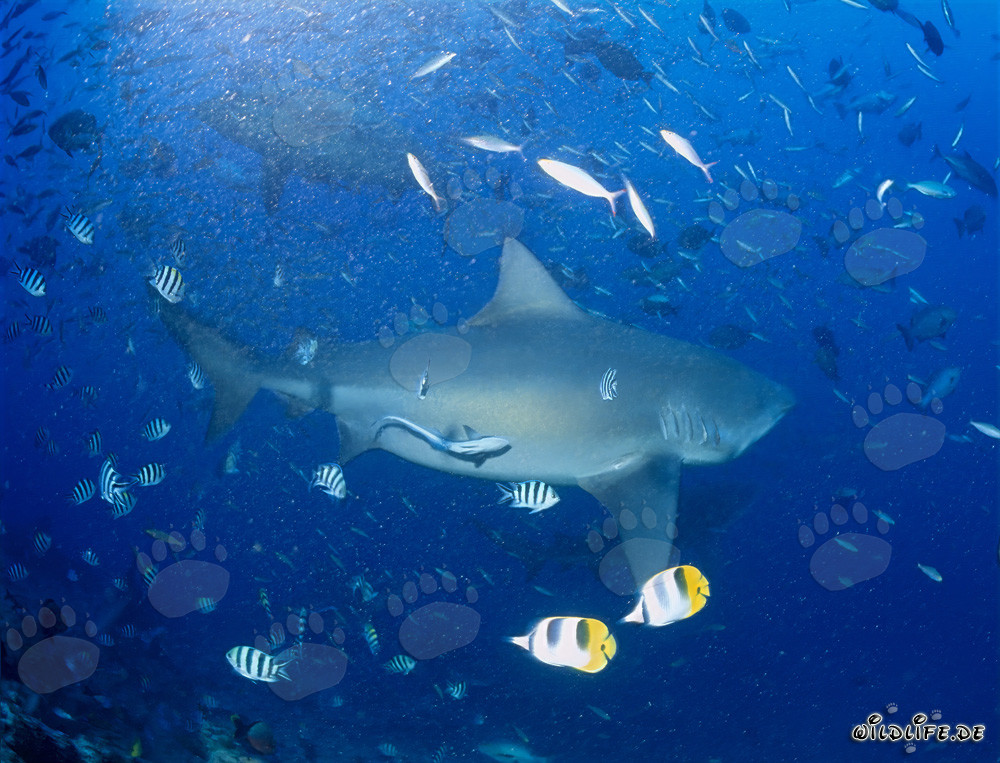 Imposanter Bullenhai schwimmt mitten in einem Fischschwarm