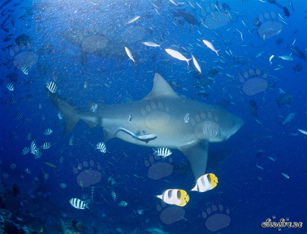 Impressionnant requin taureau nage au milieu d'un banc de poissons