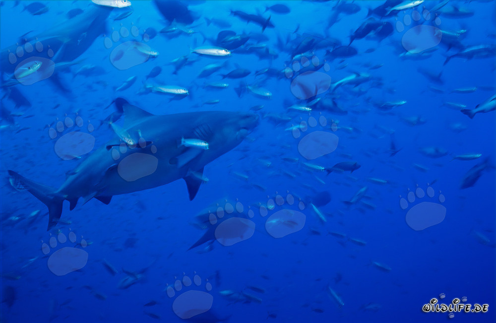Majestic Bull Sharks surrounded by a variety of colorful fish