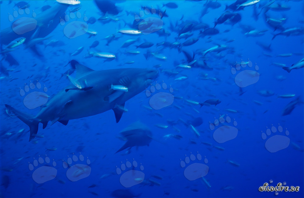 Imposants requins taureaux entourés d'une variété de poissons colorés